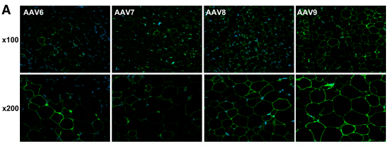 AAV感染脂肪组织