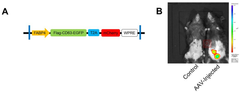 AAV注射小鼠