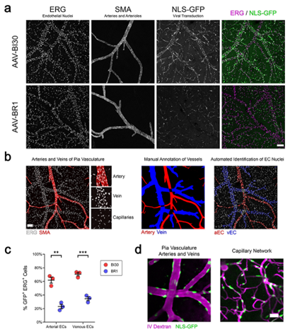 AAV有效转导大脑动、静脉内皮细胞