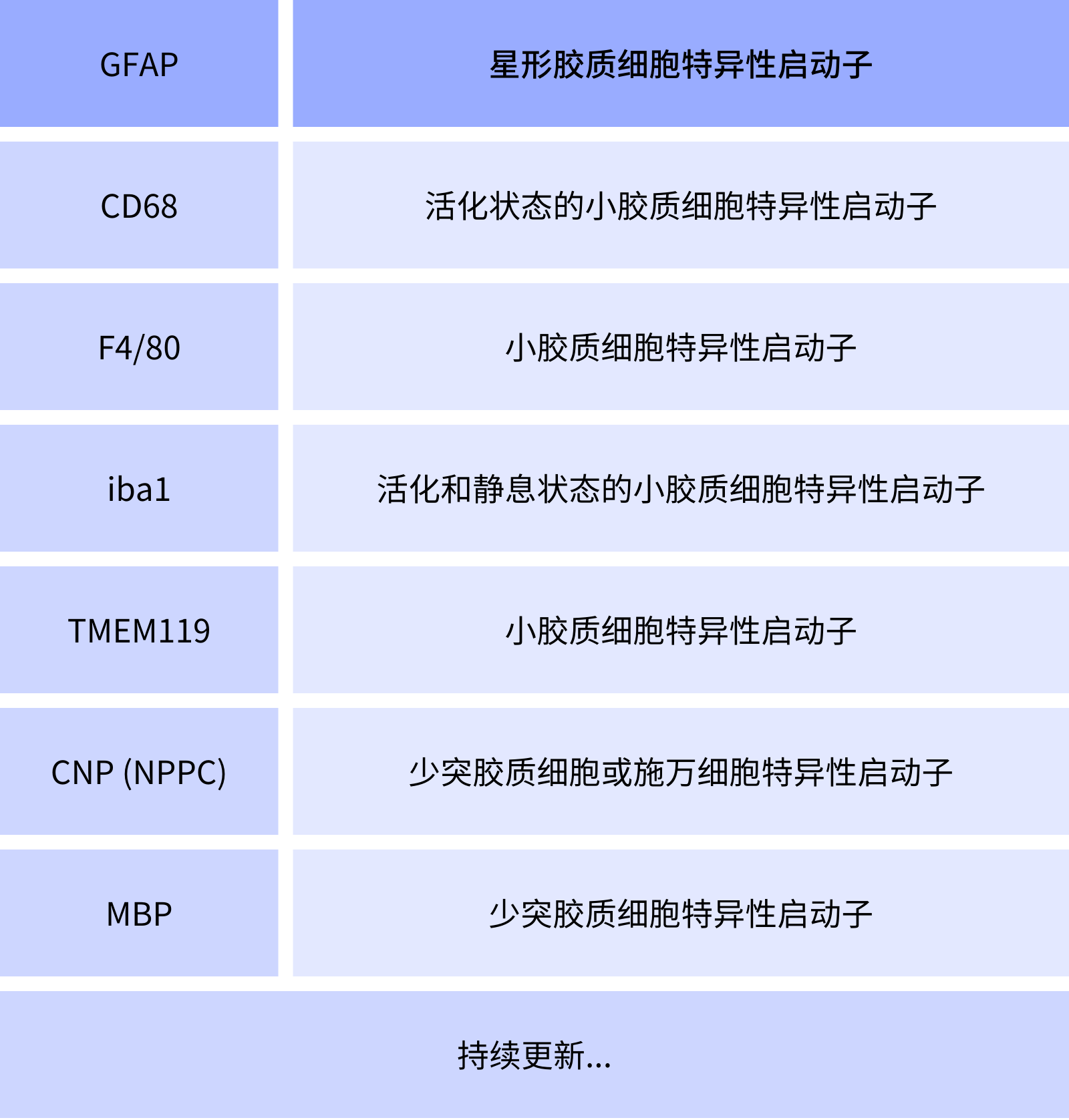 神经胶质细胞特异性启动子