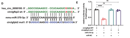 circIgfbp2与hsa-miR-370-3p双萤光素酶验证实验结果
