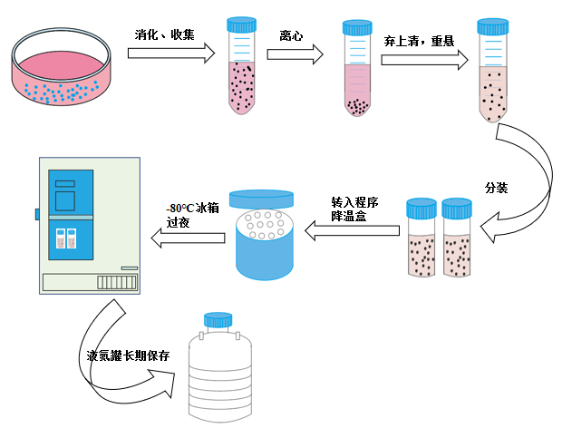 贴壁细胞冻存操作示意图