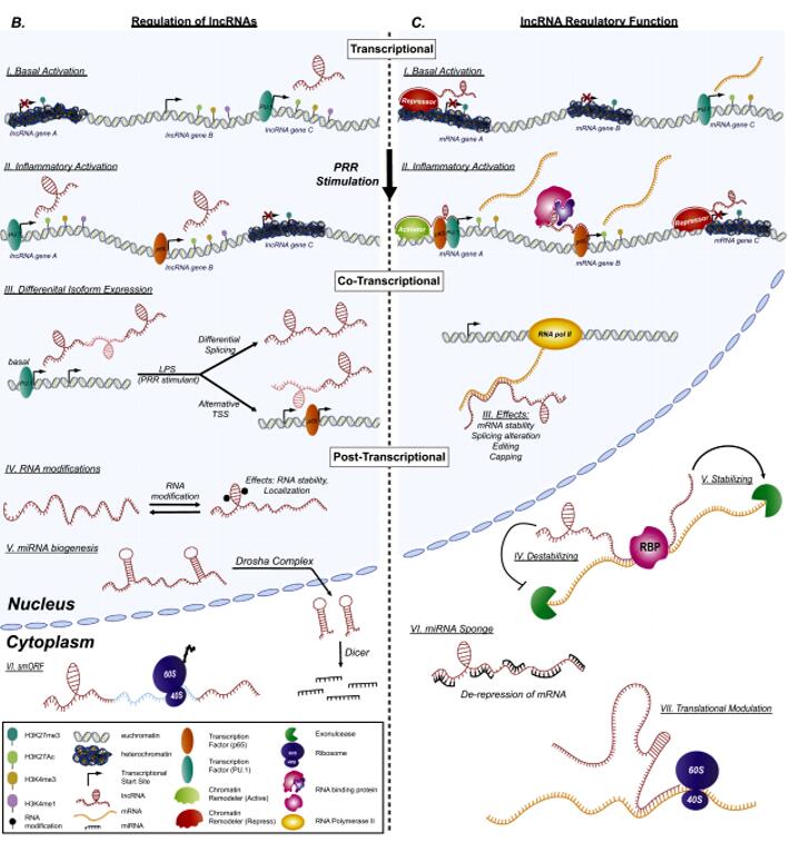 LncRNA基因功能