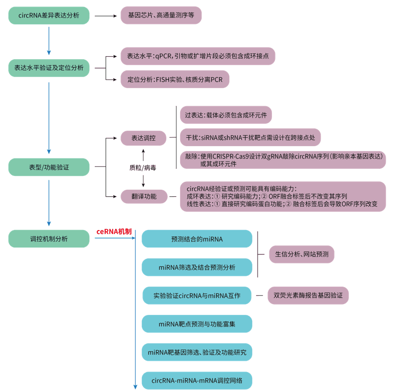 circRNA研究思路及相关方法