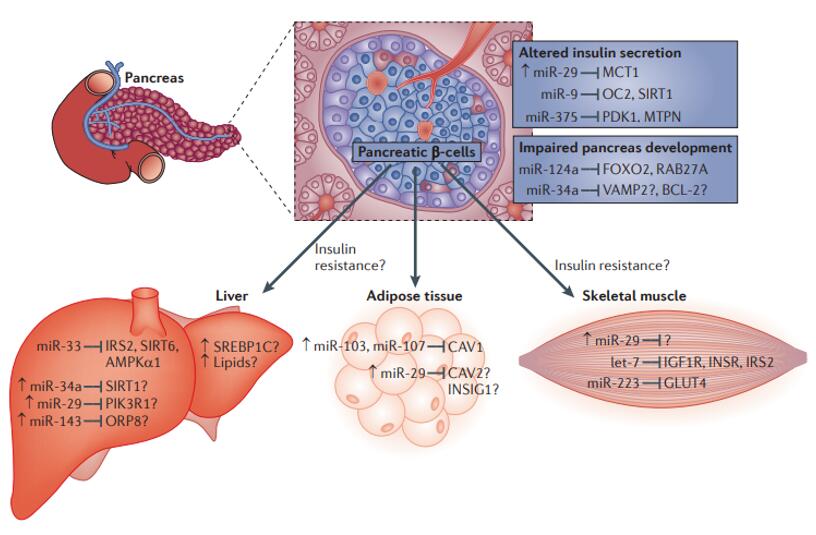 miRNA参与胰岛素信号和葡萄糖代谢的调控