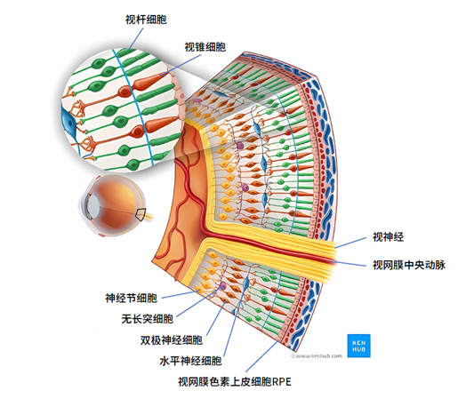 视网膜结构