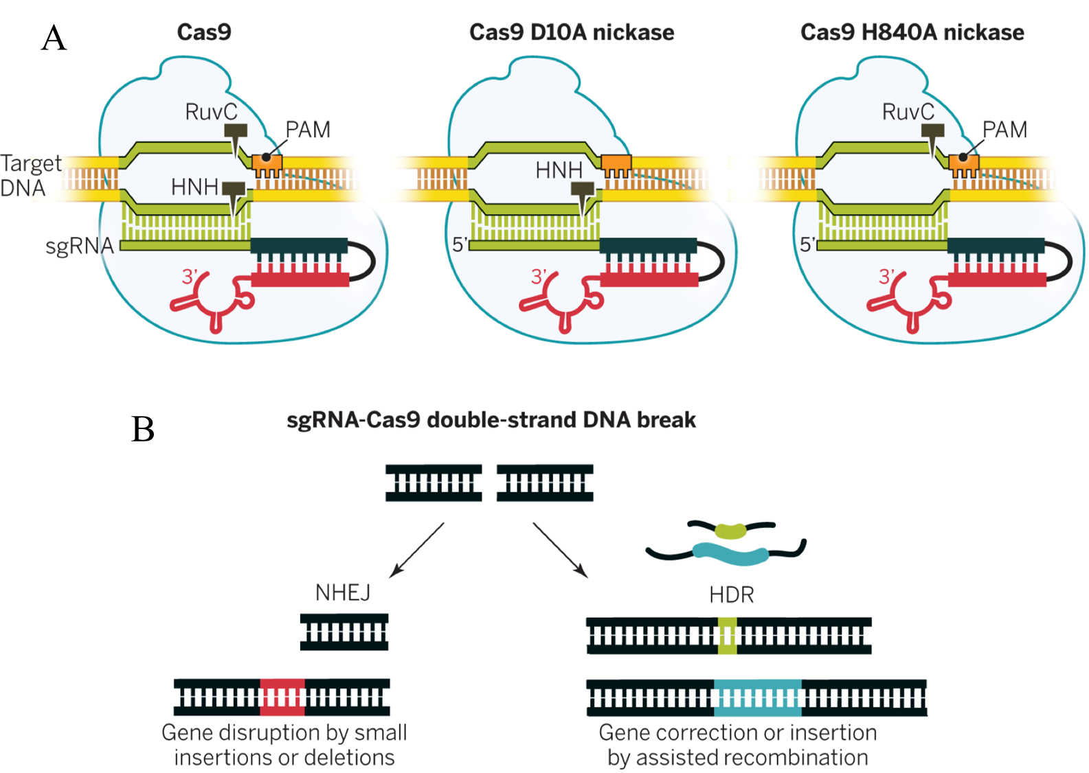 CRIPSR Cas9编辑原理及Cas9蛋白切割原理