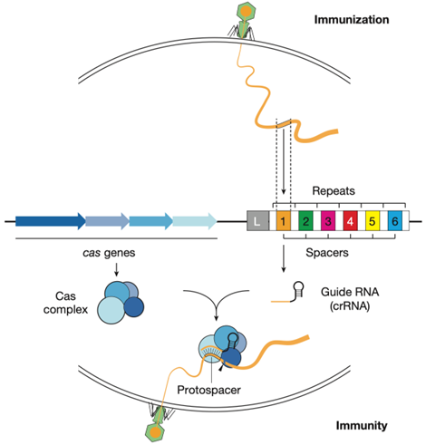 CRISPR Cas系统的工作原理