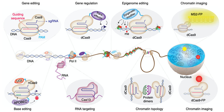 CRIPSR Cas9的常用工具