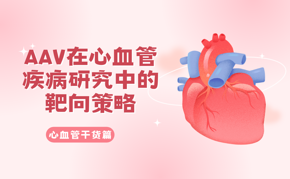 AAV在心血管疾病研究中的靶向策略