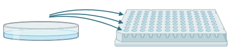 CRISPR/Cas9基因敲除