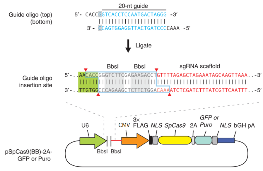 CRISPR/Cas9基因敲除