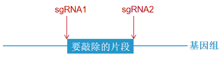 CRISPR/Cas9基因敲除