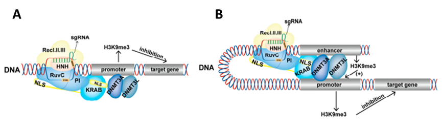 CRISPR/Cas9