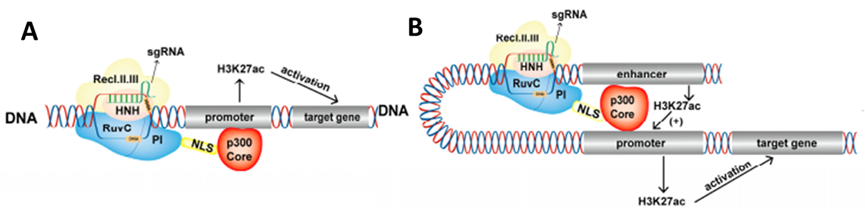 CRISPR/Cas9