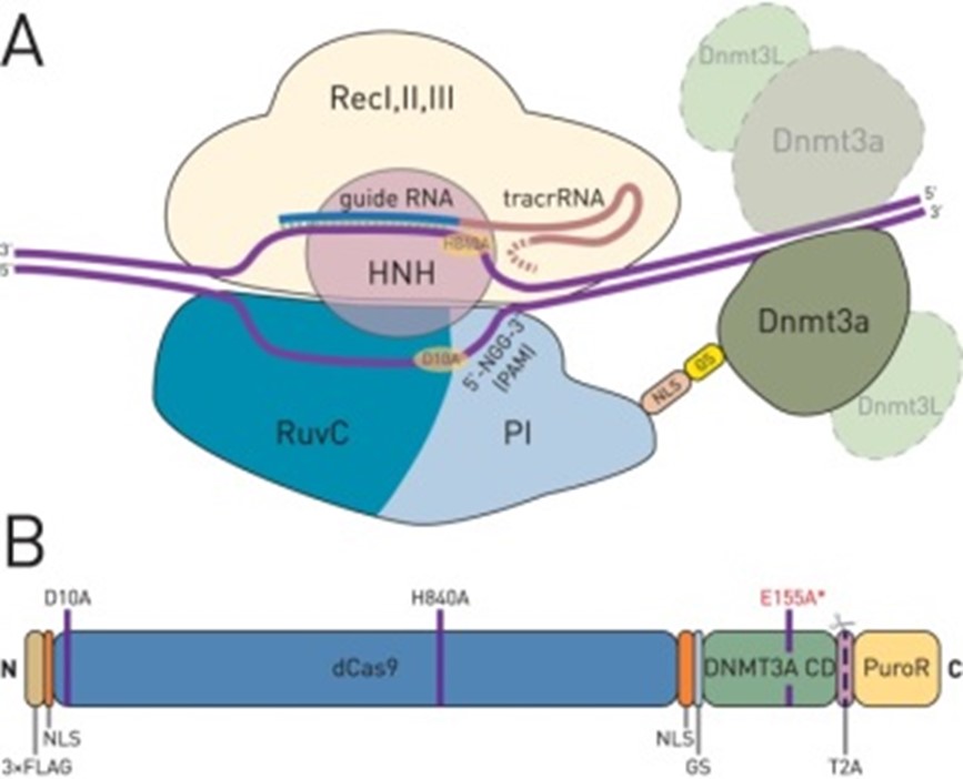 CRISPR/Cas9