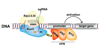 CRISPR/Cas9