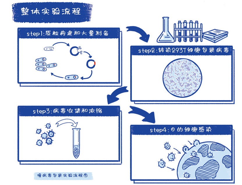 慢病毒包装操作流程