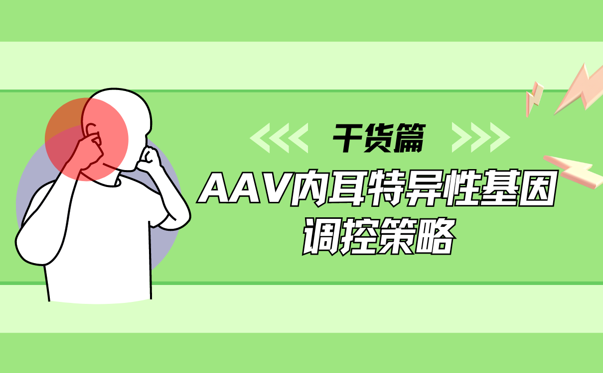 AAV内耳特异性基因调控策略