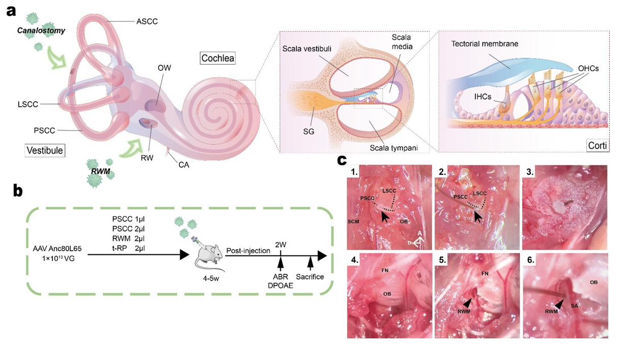小鼠内耳结构及RWM和PSCC注射示意图