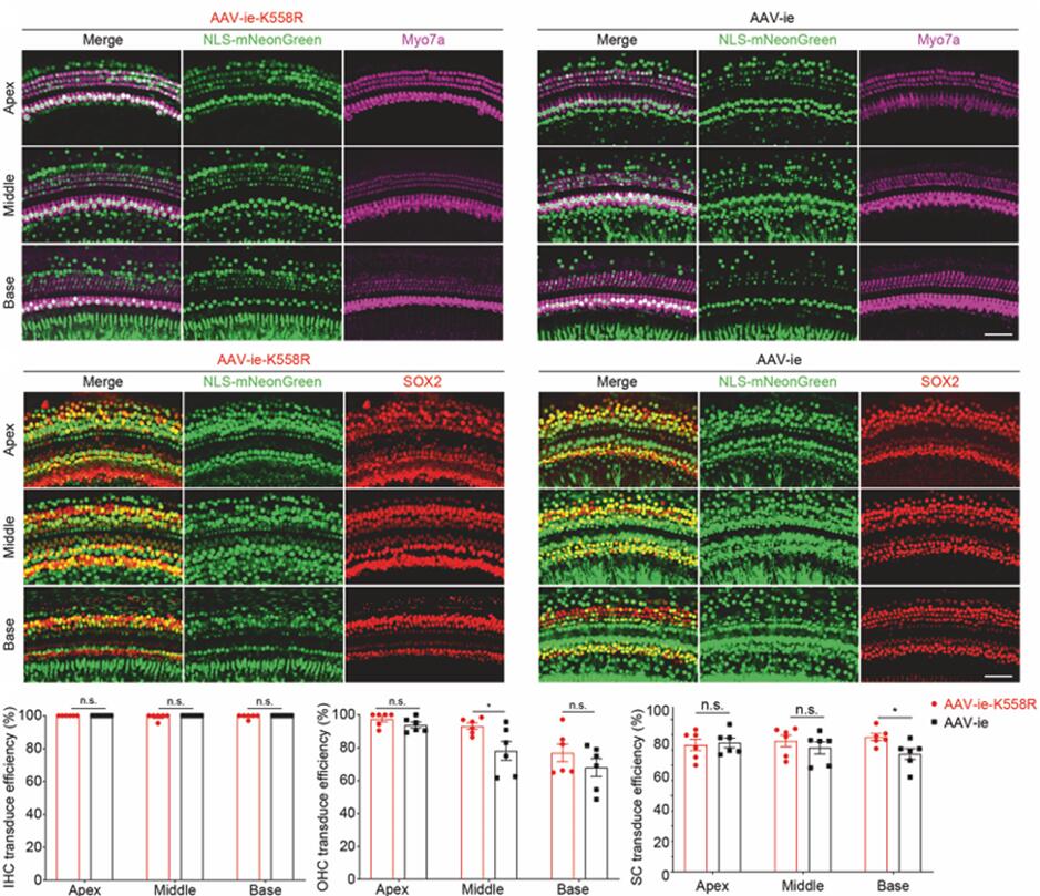 AAV-ie和AAV-ie-K558R感染小鼠耳蜗HCs和SCs