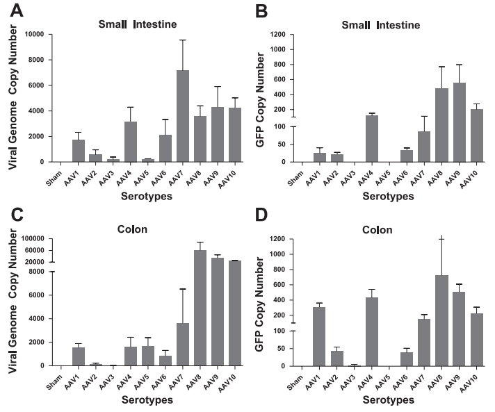 SMA注射AAV后不同血清型在小肠和结肠中转导效率对比