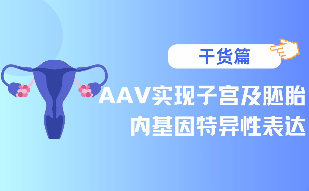 AAV实现子宫及胚胎内基因特异性表达