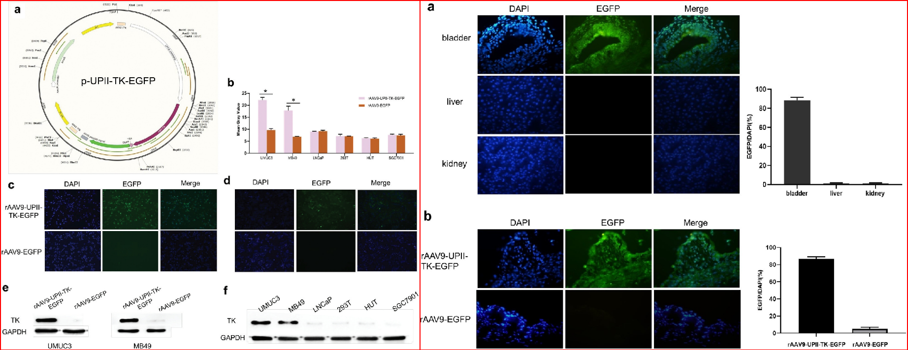 AAV9-UPII在体内（左）、体外（右）转染膀胱和非膀胱细胞情况