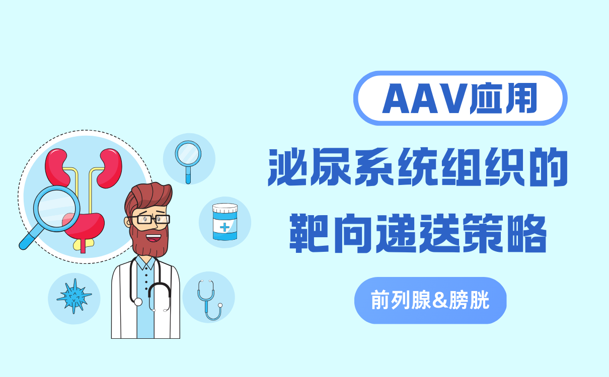 AAV在泌尿系统组织中的靶向递送策略