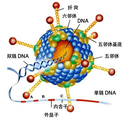 腺病毒结构示意图