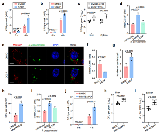 B. pseudomallei在体内和体外启动线粒体自噬以降低mtROS细胞内存活