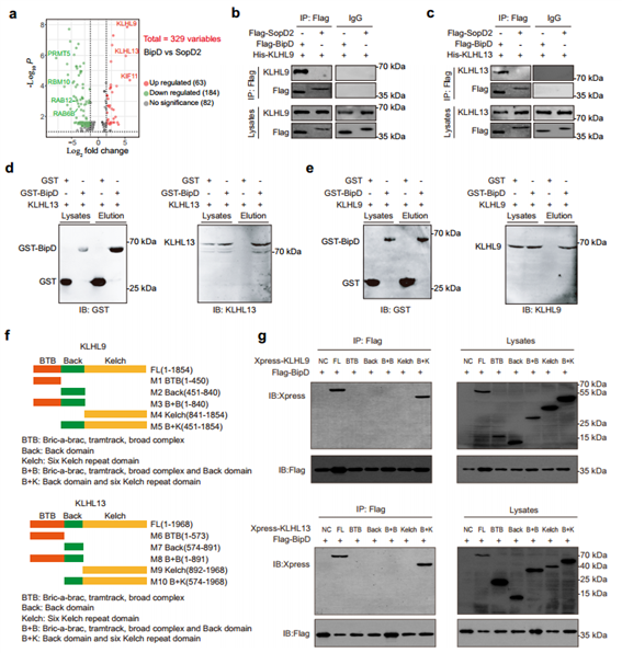 BipD与KLHL9和KLHL13相互作用