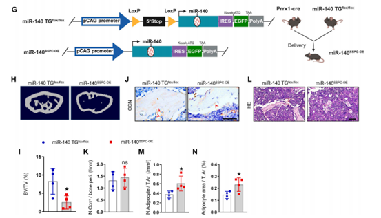 过表达miR-140导致骨量减少和骨髓脂肪积累