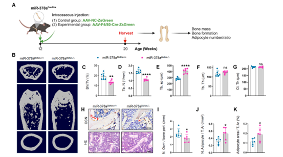 敲除miR-378a导致骨量降低和骨髓脂肪积累