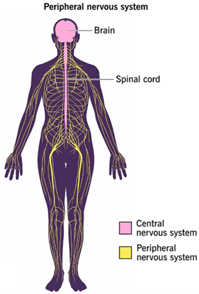 人体中枢神经系统和外周神经系统分布