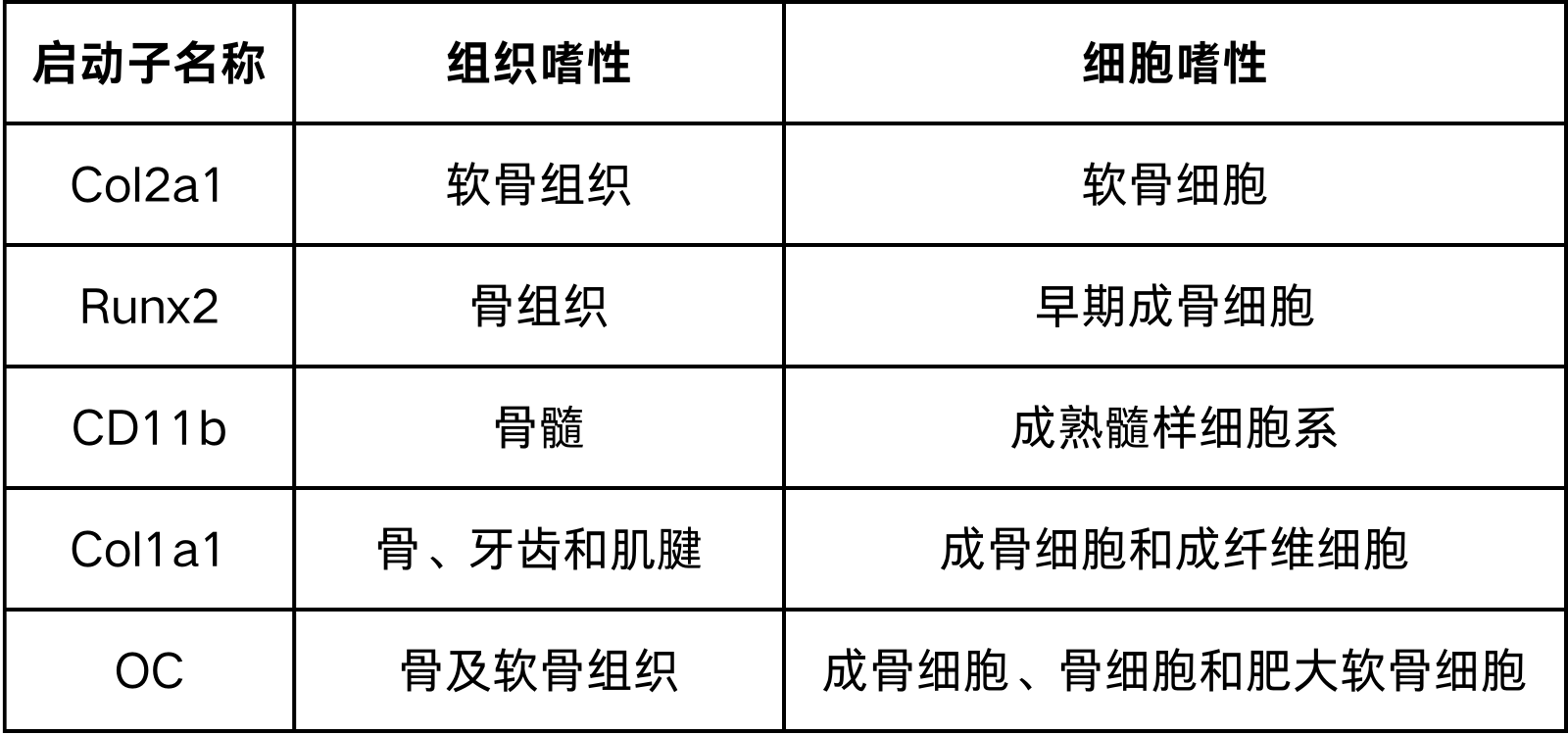 骨特异性启动子信息