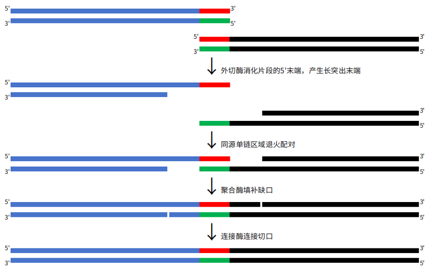 质粒构建