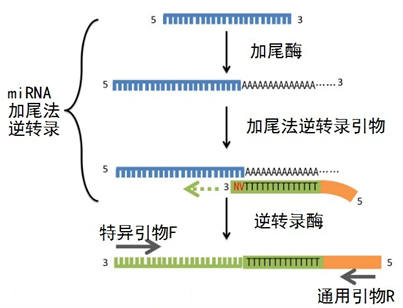 如何设计microRNA引物