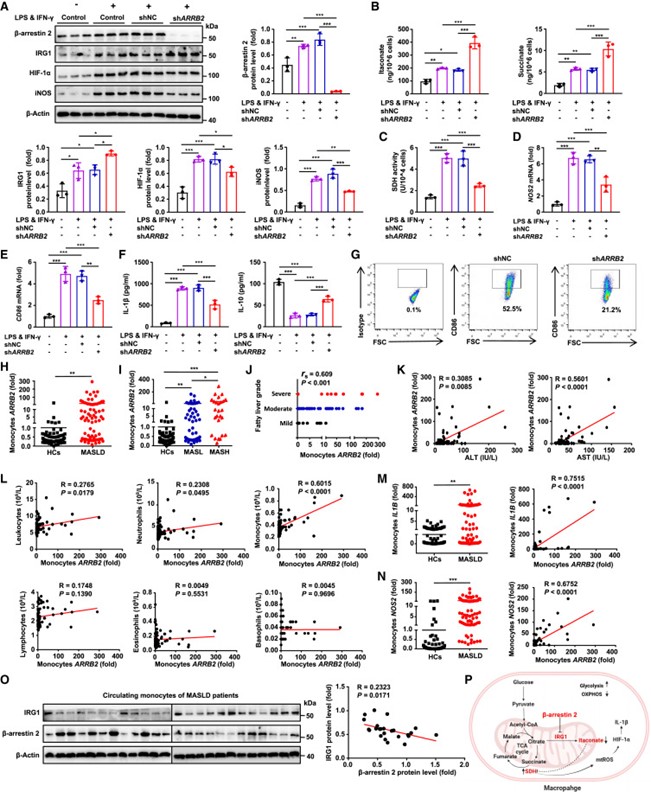 β-arrestin 2介导hMDMs的代谢重编程，并在MASLD患者的循环单核细胞中升高