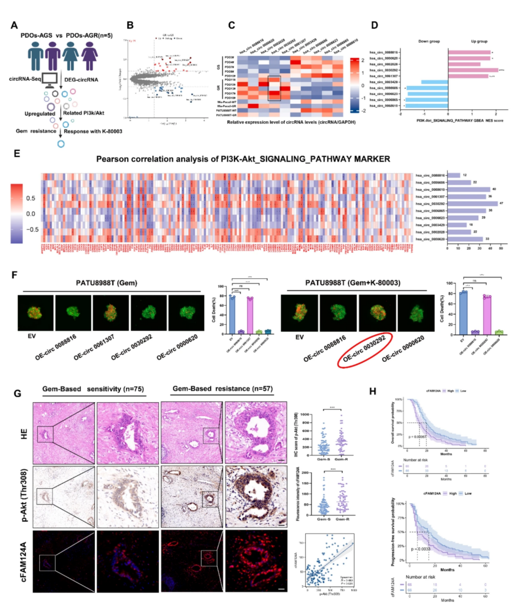cFAM124A是K-80003促进PDAC中AG化疗敏感的潜在分子