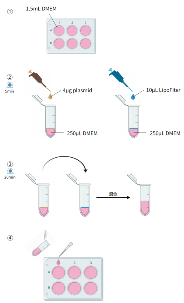 阳离子脂质体转染试剂转染操作示意图