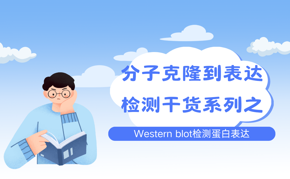 Western blot检测蛋白表达