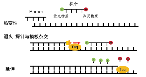 荧光探针法原理