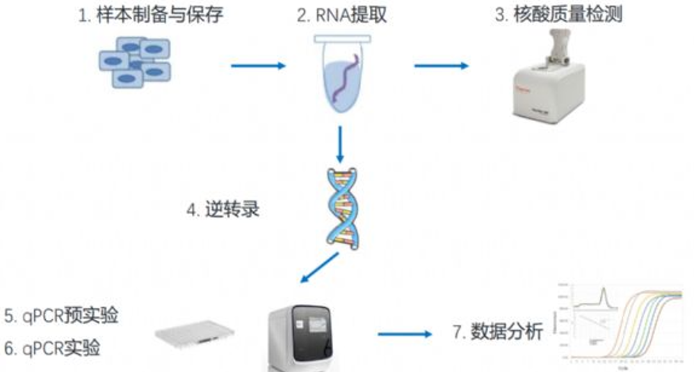 RT-qPCR实验步骤示意图