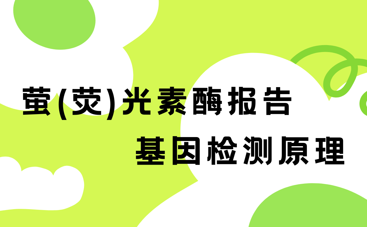 萤(荧)光素酶报告基因检测原理