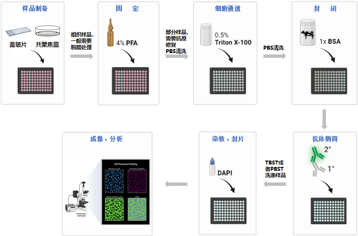 免疫荧光实验操作步骤图