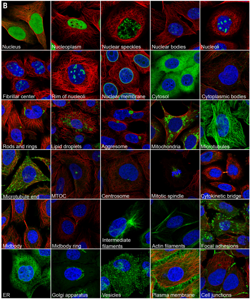 免疫荧光标注亚细胞结构