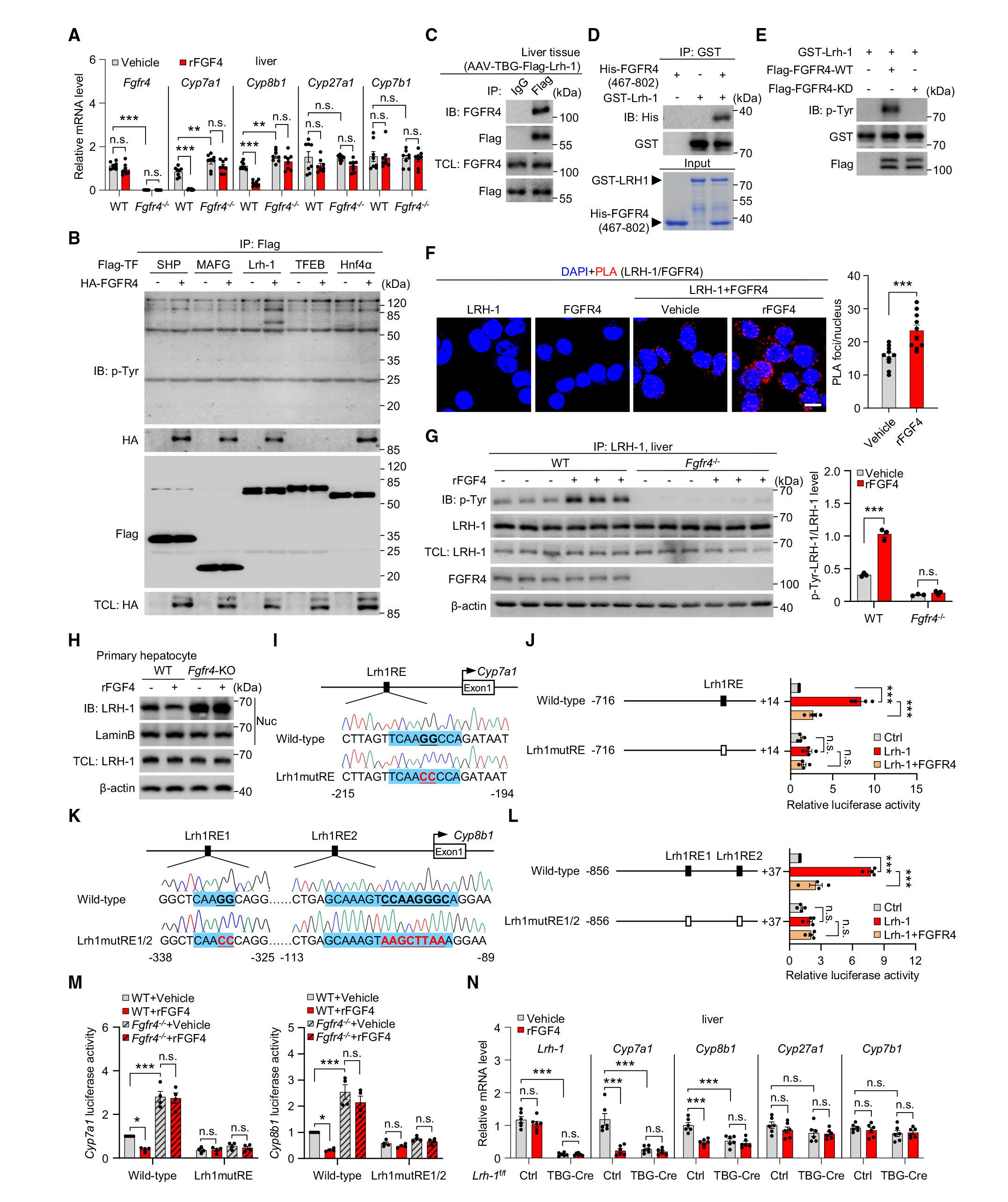 FGF4激活肝脏FGFR4-LRH-1信号通路，控制BA合成