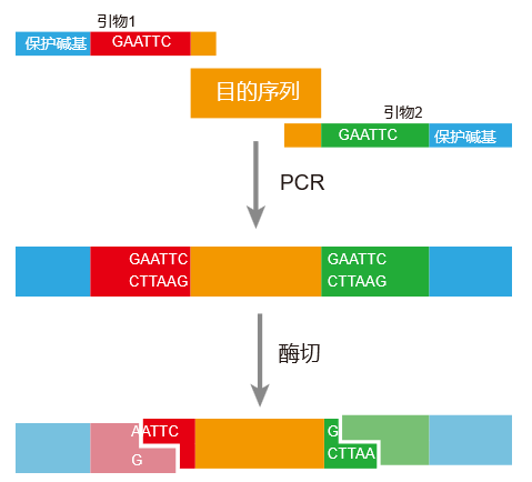 引物设计