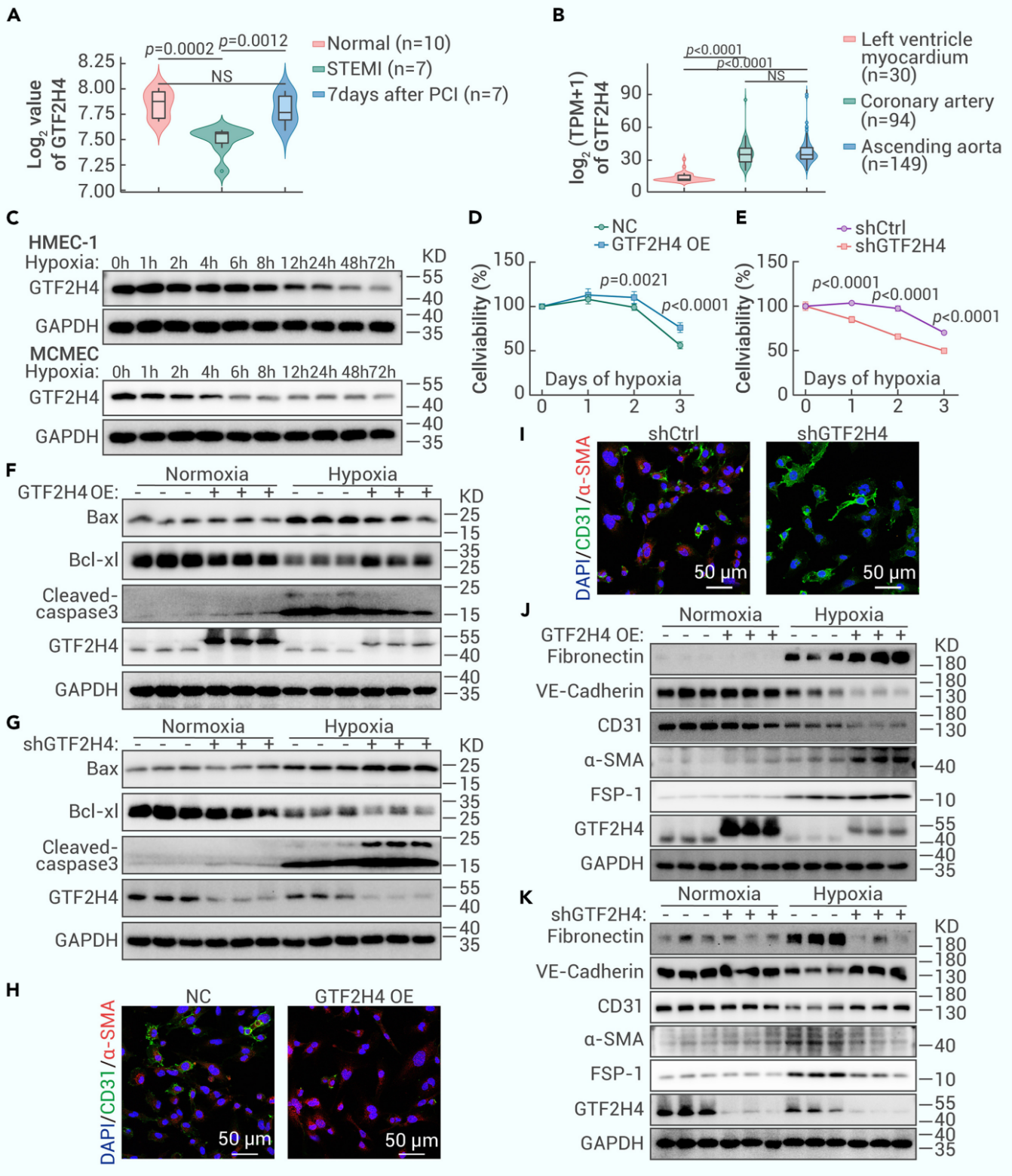 GTF2H4缓解缺氧诱导的微血管内皮细胞损伤，并促进缺氧诱导的部分EndMT